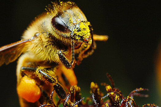 Пчелы разучились жужжать