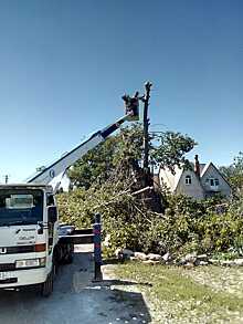 Под Анапой активисты села Цыбанобалка кронировали многолетние деревья