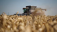 Кубань стала лидером среди регионов РФ по урожайности зерновых