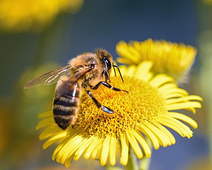 В Липецкой области начали выплачивать компенсации пострадавшим пчеловодам