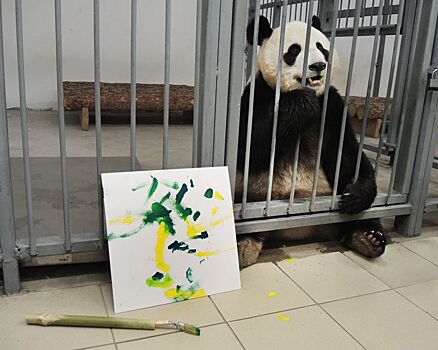 Панды Московского зоопарка проходят обучение по рисованию
