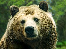 Медведь вернулся к себе в берлогу и встретил незваного серба