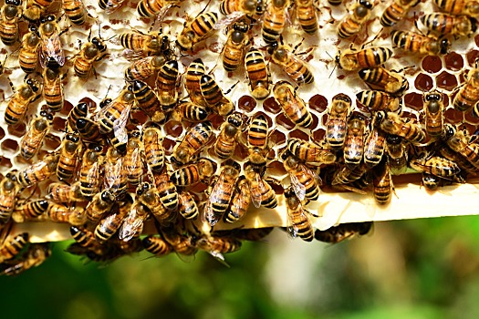 Пензенские пчеловоды ознакомятся с наработками коллег из Чувашии
