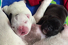 Вооруженные грабители украли новорожденных щенков у беременной хозяйки