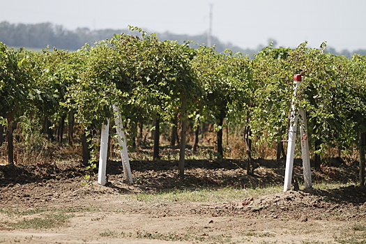 Виноградный край: на Кубани сельскохозяйственную отрасль превратили в бренд