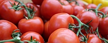 На Ставрополье растет объем производства тепличных овощей