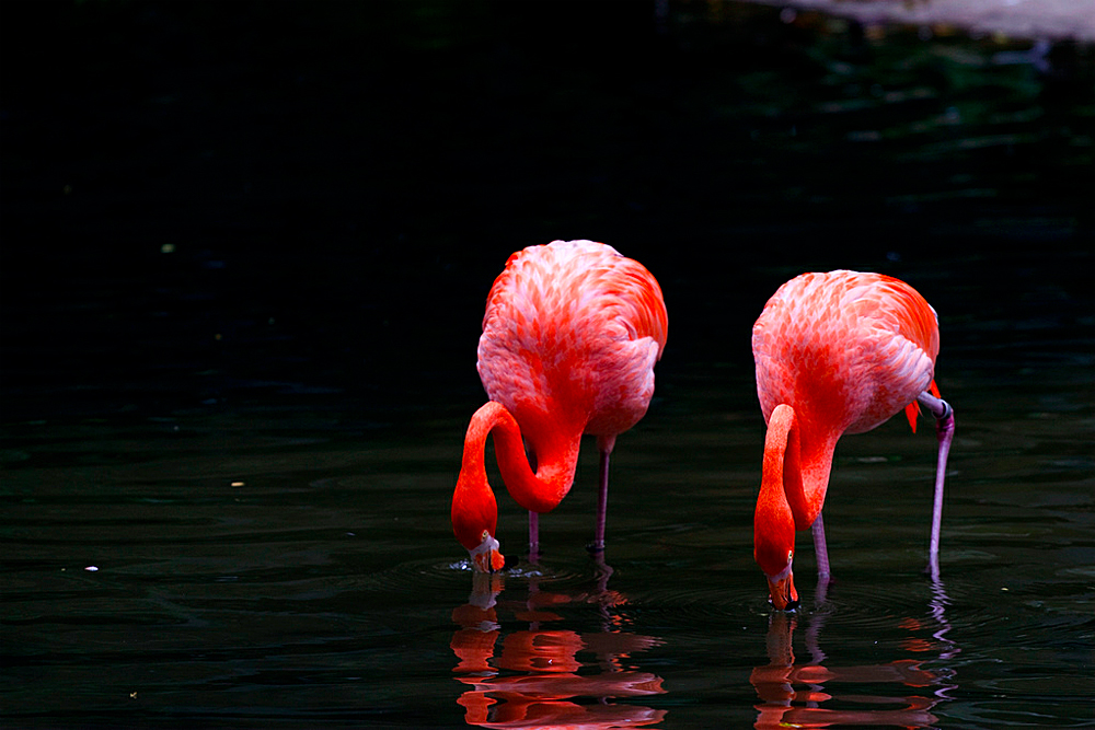 Парк Птиц «Джуронг», Сингапур, Азия