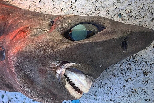 Акулу с загадочной улыбкой выловили у берегов Австралии