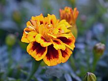 Как и когда сажать бархатцы на рассаду в 2023 году, особенности ухода