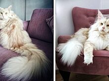 Особенности мейн-кунов, которые могут заставить вас передумать заводить кота этой породы: о чем не договаривают заводчики