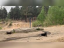Всего 12 собак отловили вчера в Чите