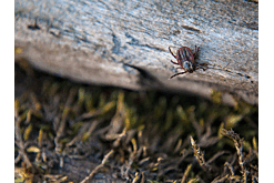 В Подмосковье выявили случаи клещевого анаплазмоза