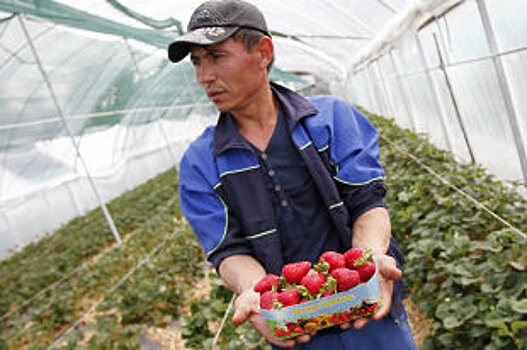 Садоводы Ставрополья предложили ввести ограничения на ввоз фруктов