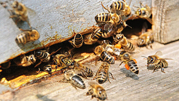 Раскрыта причина загадочного поведения пчел