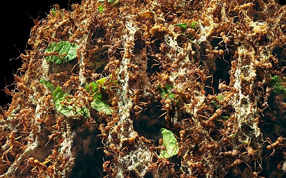 Грибок-паразит обрекает на смерть муравьев вдали от дома