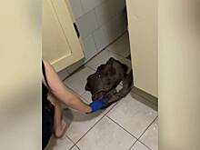 Появились подробности о матери брошенного в туалете российского общежития новорожденного