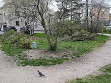 Сквер Ивана Сенькина в Петрозаводске преобразится к юбилею