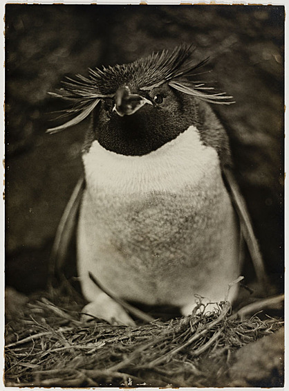 Пингвин Склейтера, или Большой хохлатый пингвин