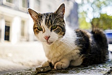 На Даунинг-стрит прокомментировали сообщения о болезни кота-мышелова Ларри