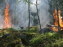 В Севастополе ввели запрет на посещение лесов из-за пожароопасного периода