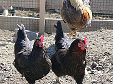 Птичий грипп: у жителей Удмуртии «с боем» изымают домашнюю птицу