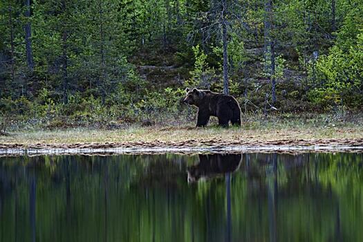 WWF представил план перехода России на экологичные госзакупки