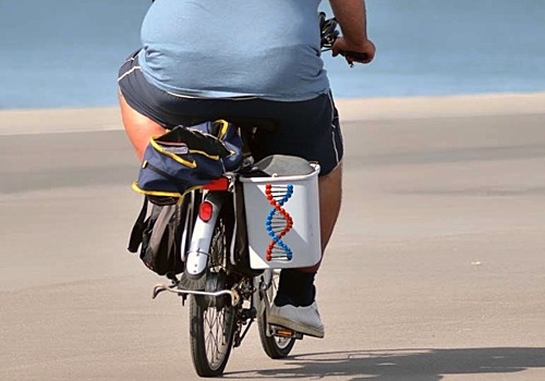 Ученые нашли ген, виновный в ожирении
