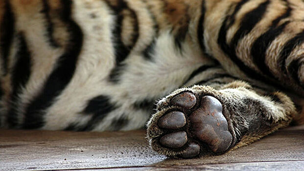Итальянские зоозащитники рассказали, кто продал десять тигров в Дагестан