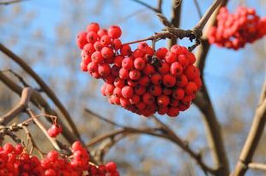 На Народной площади Барнаула заалеют рябины