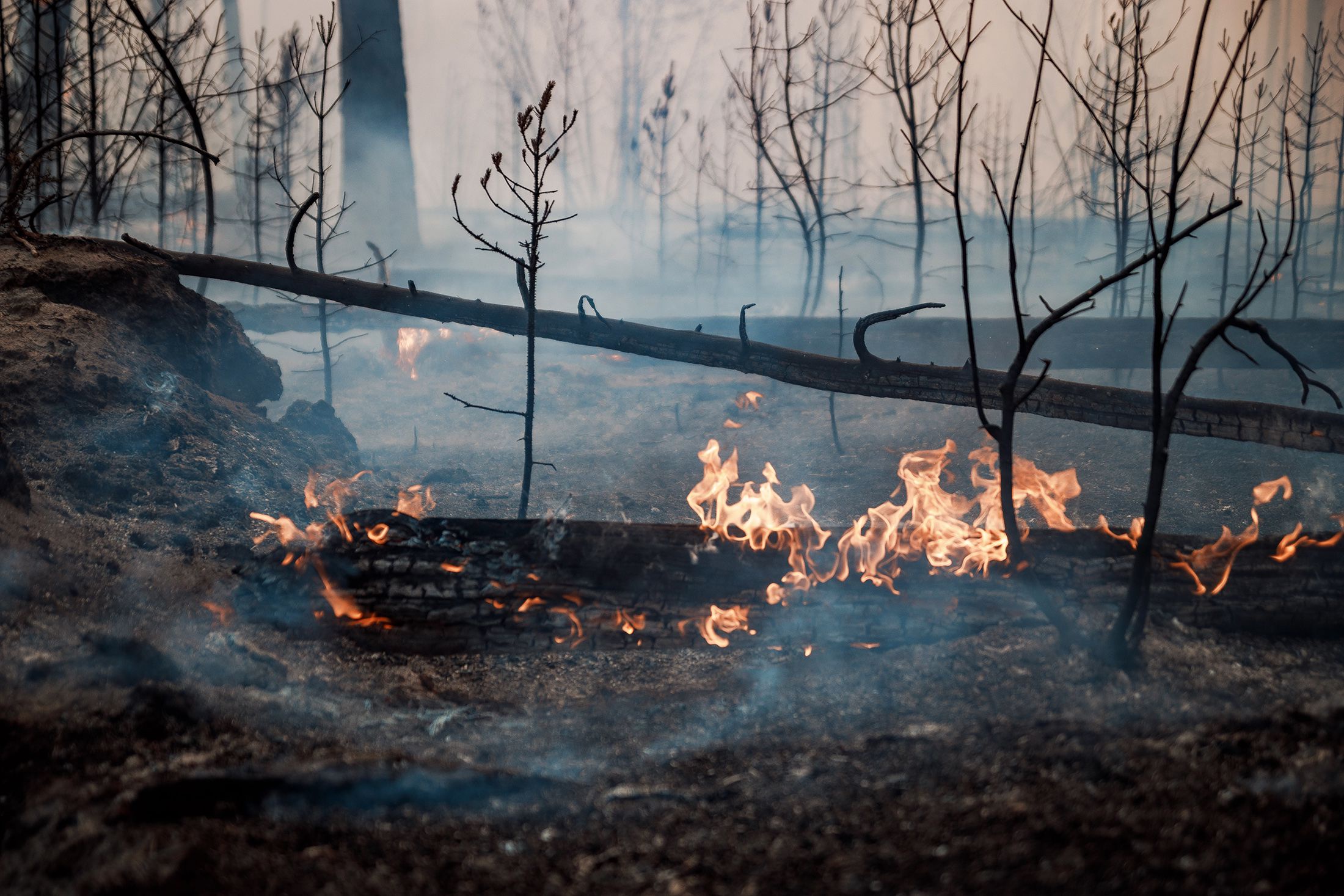 Прокуратура РФ: Дальневосточные регионы не готовы к пожароопасному сезону
