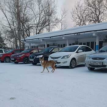 Бродячая собака набросилась на ребёнка на Бору