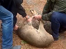 В Сочи олень забежал в здание торгового центра