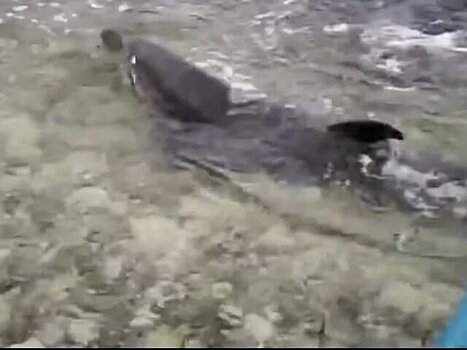 Глава СК России заинтересовался делом о жестоком обращении с дельфинами в Севастополе