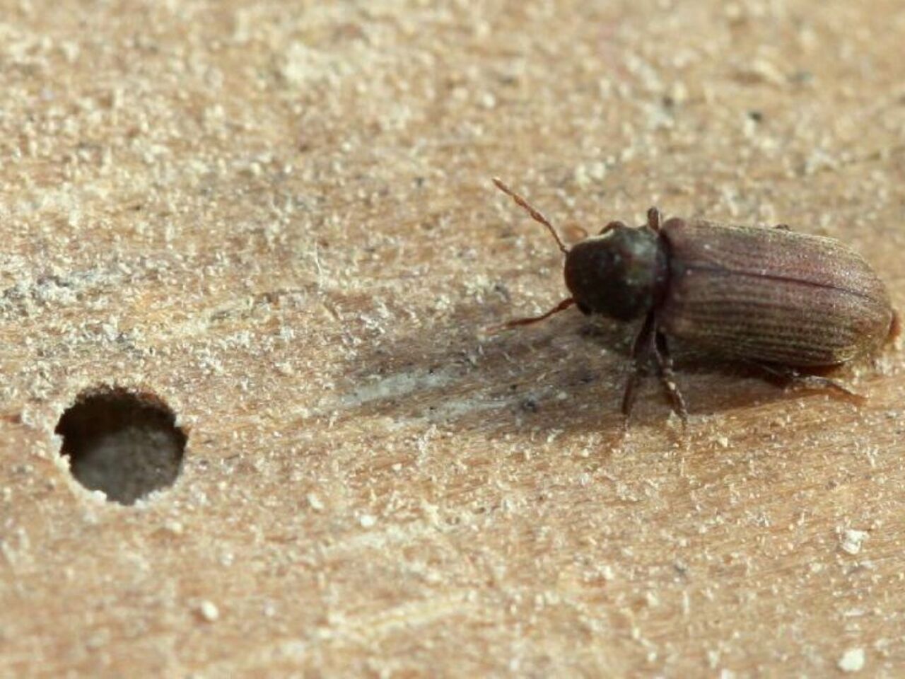 Жук точильщик домовой. Жук хлебный точильщик. Жук зернового точильщика. Короед жук древоточец. Жук точильщик древоточец.