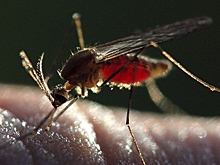 Пермяков предупредили о риске заболевания малярией