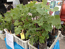 В Пензе 24 апреля будет организована ярмарка для дачников и садоводов