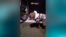 «QR-код есть?»: собаку попросили предъявить цифровой пропуск