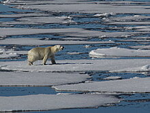 В Арктике растут природные угрозы