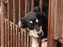 В память о собаке: калининградка пожертвовала 75 тысяч рублей приюту