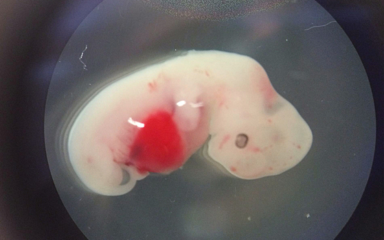 Выращен эмбрион овцы с человеческими клетками