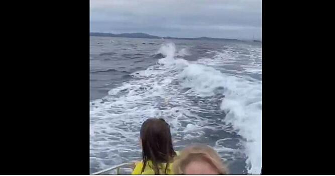 «Обалдеть, откуда их столько?»: что сняли на видео в море во Владивостоке