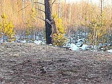 Игривые рыси попали в объектив фотоловушки в Керженском заповеднике