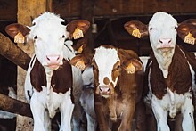 14 декабря 2023 года пройдет вебинар «Технология прогрессивного использования крахмала для повышения эффективности кормления коров»