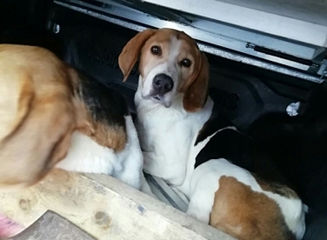 В Костроме срочно ищут владельцев двух очаровательных гончих псов