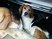 В Костроме срочно ищут владельцев двух очаровательных гончих псов