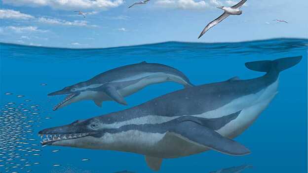 Биологи нашли «недостающее звено» в эволюции китов