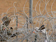 В Аризоне после инцидента с пограничниками госпитализировали одного человека