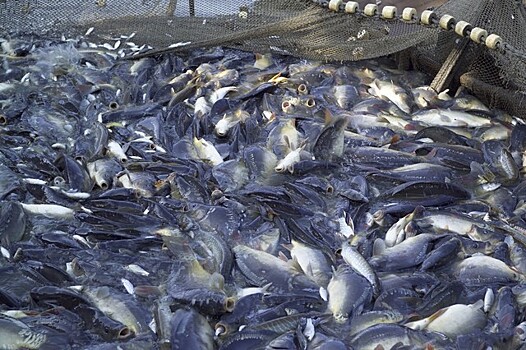Власти Кубани подписали соглашение с Росрыболовством о поддержке в разведении ценных рыб