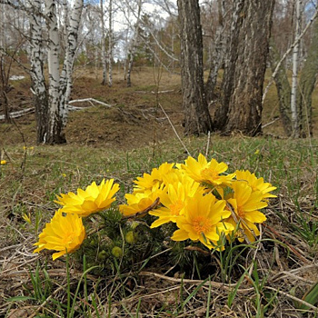 Адонис, или горицвет: дикорастущие виды и выращивание в саду
