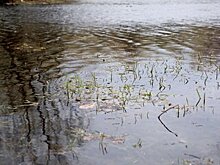 Реконструкция береговых линий малых прудов началась в СВАО Москвы